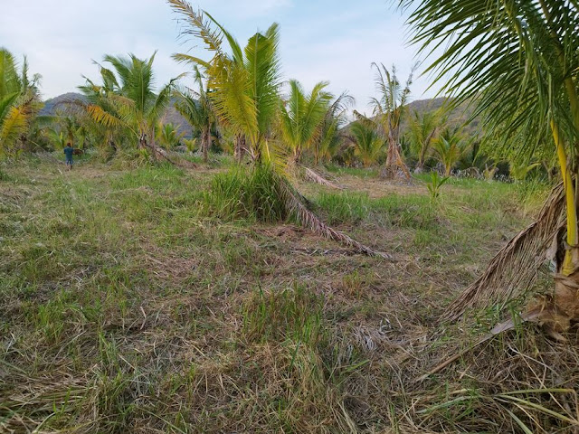 ขายที่ดินพร้อมสวนมะพร้าว 7 ไร่กว่า อำเภอกุยบุรี จังหวัดประจวบคีรีขันธ์ ในตำบลสามกระทาย โทร 081-011-7012